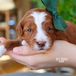 Eggnog - Red  female Goldendoodle puppy in Salado, Texas from Red Ranch Dogs