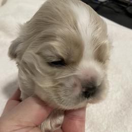 Girl 3 - Buff female Cocker Spaniel puppy in Rising Sun, Maryland from Palmtree Cockers