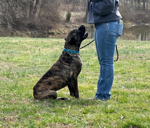 Piper
