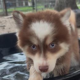Buster - Chocolate male Pomsky puppy in Spring Hill, Florida from PDQ Pomskies