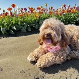 Ella - Australian Labradoodle