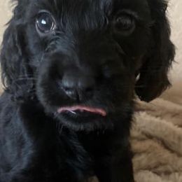 Cockapoos, Cocker Spaniels, and Poodles from Pawfect Transporters, LLC