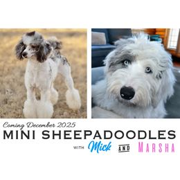 Sheepadoodle puppies from Narrow Path Old English & Sheepadoodles