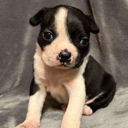 Ivy - Black and white female Boston Terrier puppy in Owensville, Missouri from Country Charm Boston's