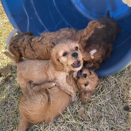 Cavapoo and Shihpoo Puppies from Haus of Doodles