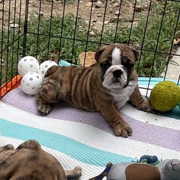 Bulldog Puppies from K & K Little Blessings