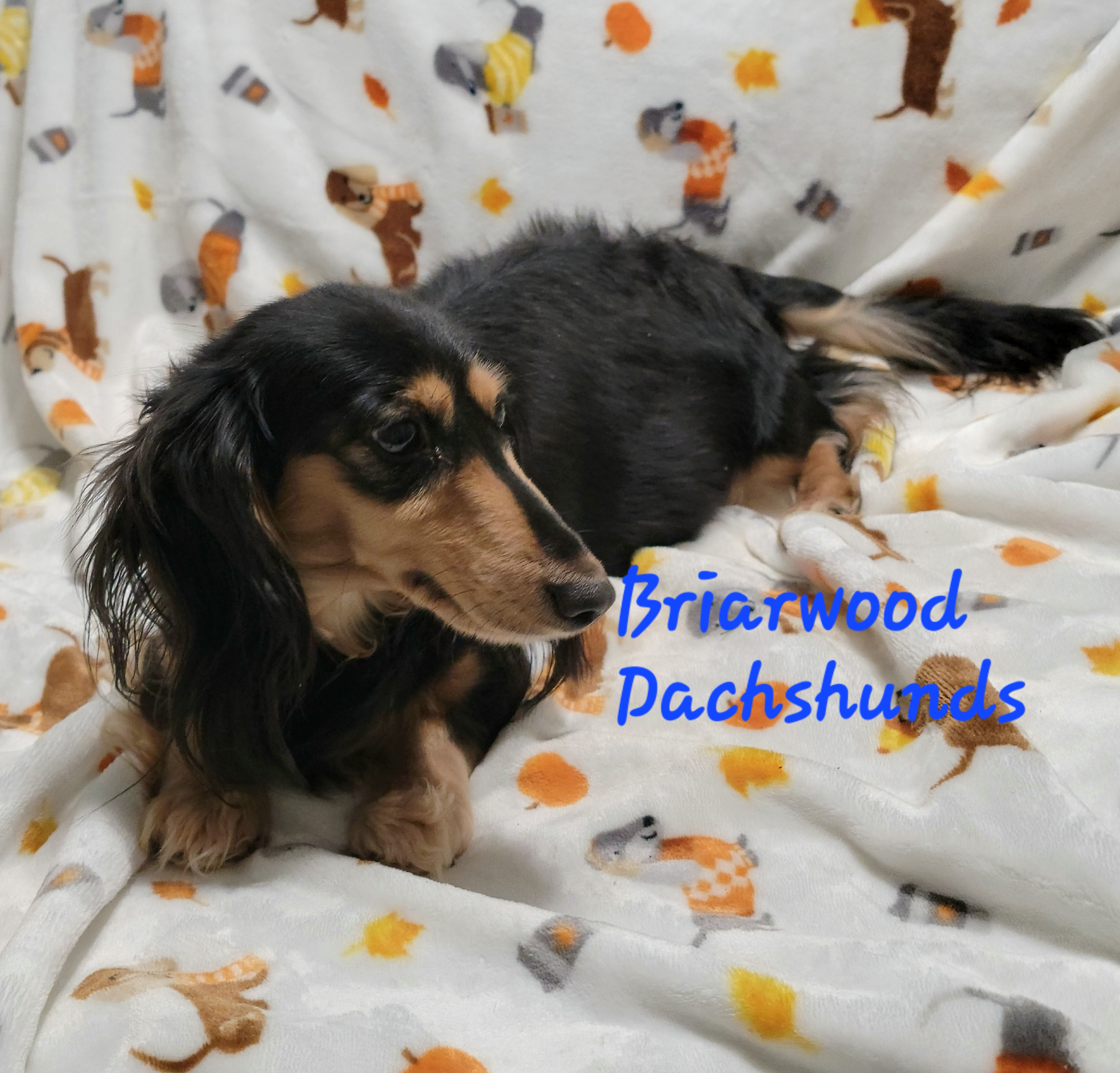 Willow - Dachshund