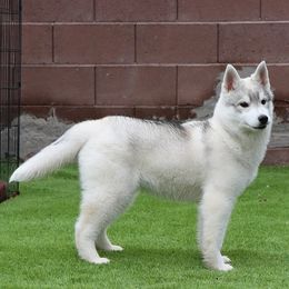 Siberian Husky Puppies from Andamar Siberians