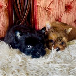 Yorkshire Terrier puppies from Hunting Hills Petit Luxe Babydolls