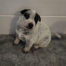 Dylan - Blue speckled male Australian Cattle Dog puppy in Cherry Valley, California from DCR Working ACDs & Kelpies