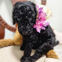 Aza - Black female Poodle puppy in Spartanburg, South Carolina from Taya's Pups