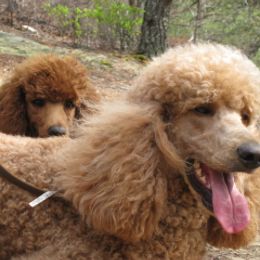 Poodle All Grown Up from Raspberry Woods Standard Poodles
