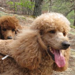Poodle All Grown Up from Raspberry Woods Standard Poodles
