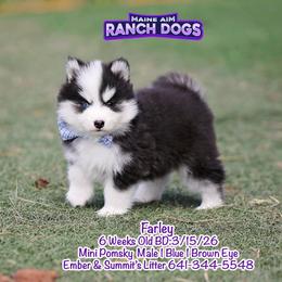 Farley - Black and white male Pomsky puppy in Humeston, Iowa from M.A.R. Dogs