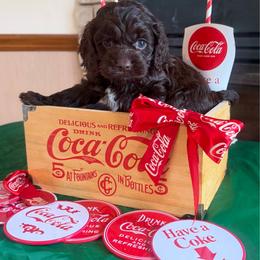 Galliano - Brown male Cockapoo puppy in Holton, Indiana from MoonShine Babies