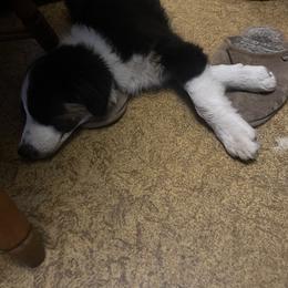 Aussiedoodle, Bulldog, Miniature Australian Shepherd, Poodle, and Toy Australian Shepherd Puppies from Mowry Creek Mini Aussiedoodles and More
