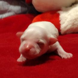 Coton de Tulear Puppies from Marilyn Edwards