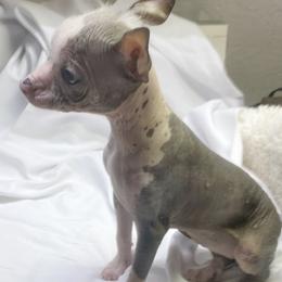 Chihuahua and Chinese Crested Puppies from Western Kentucky Chihuahua’s and Chinese Crested’s
