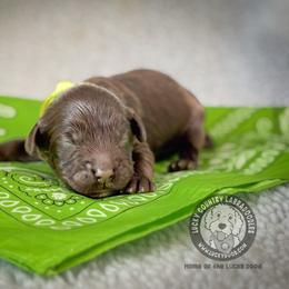 Mister Lime - Chocolate male Australian Labradoodle puppy in Wake Forest, North Carolina from Lucky Country Labradoodles