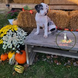Catahoula Leopard Dog Puppies from Peach Tree Catahoulas