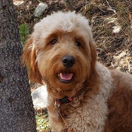 Mazie - Goldendoodle