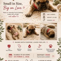 Boy 2 - Fawn male French Bulldog puppy in Waldorf, Maryland from Holistic Frenchies