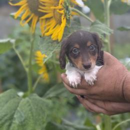 Dachshund Puppies from Thomas Homestead and Rabbitry