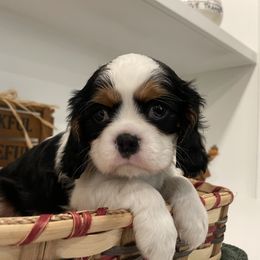 Cavalier King Charles Spaniel Puppies from Ridgefield Cavaliers