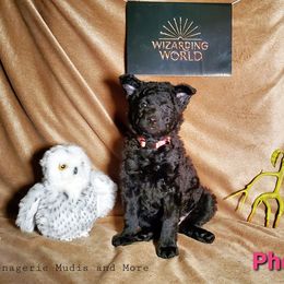 Mudi Puppies from Menagerie Mudis & More