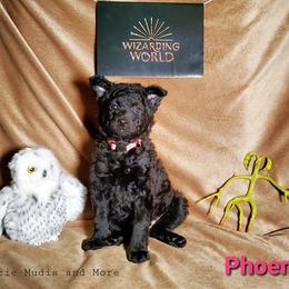 Mudi Puppies from Menagerie Mudis & More