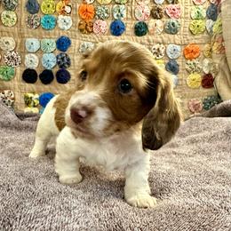 Rocket - Red male Dachshund puppy in Hensley, Arkansas from The Dachshund Barn