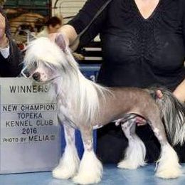 Daryl - Chinese Crested