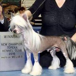 Daryl - Chinese Crested