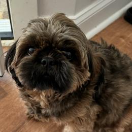 Cinnamon - Shih Tzu