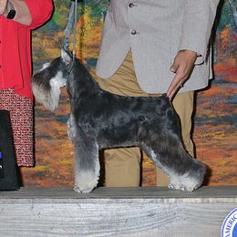 Casilda - Miniature Schnauzer