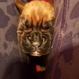 Boxer Puppies from SmashBox Kennel