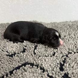 Wyatt Earp - Black & white male Australian Shepherd puppy in Smithfield, Utah from C&C Ranch