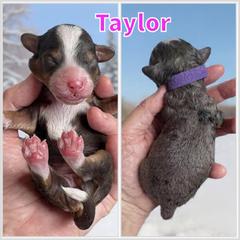 Taylor - Blue merle female Bernedoodle puppy in Banner Elk, North Carolina from Walnut Tree Bernedoodles