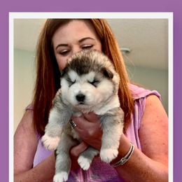 Boy 1 - Gray and white male Alaskan Malamute puppy in Ramsey, Minnesota from Windchaser Kennels