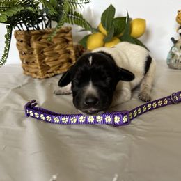 Purple - Black and white female German Shorthaired Pointer puppy in Newton Grove, North Carolina from Wayalife Labradors & Gsp’s
