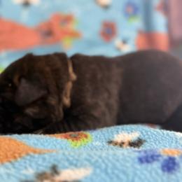 Dark Brown - Black brindle male Cane Corso puppy in Paris, Texas from Knucklehead Cane Corso