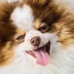 Pomeranians from DNA Pomeranians
