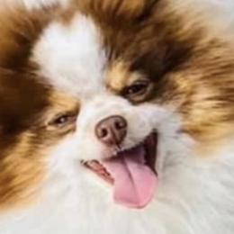 Pomeranians from DNA Pomeranians