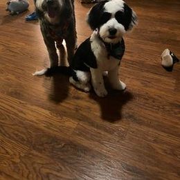 Goldendoodle, Poodle, and Sheepadoodle All Grown Up from Brewer's Goldendoodles & Sheepadoodles