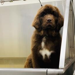 Newfoundland Puppies from Dyer Lake Newfoundland’s