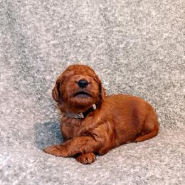 F1B Goldendoodle Bay - Red  male Goldendoodle puppy in Redding, California from Casa Delarosa Collective Poodles & Doodles