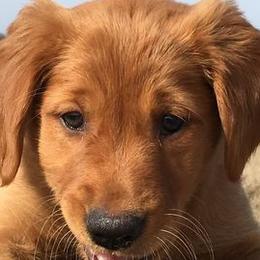 Golden Retrievers from Jean Grammer