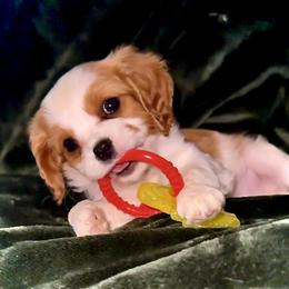 Cavalier King Charles Spaniel and Cavapoo Puppies from God Speed Paws