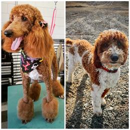 Bernedoodle Puppies from Over the Moon Poodles and Doodles