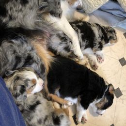 Miniature American Shepherd Puppies from Stones River Mini American Shepherds